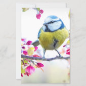 枝かわいらし写真に青と黄色の鳥 (正面)