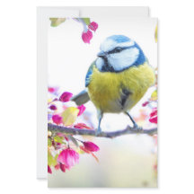 枝かわいらし写真に青と黄色の鳥