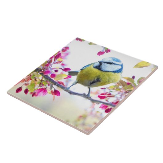 枝かわいらし写真に青と黄色の鳥 タイル (側面)