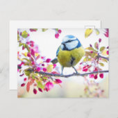 枝かわいらし写真に青と黄色の鳥 ポストカード (正面/裏面)
