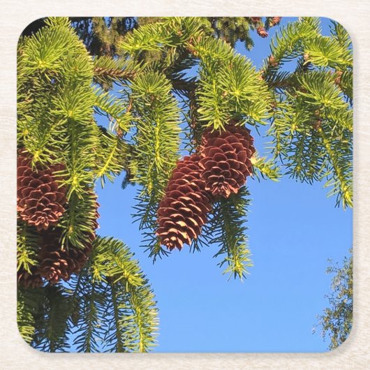 枝が付いている自然の森林写真のコースター スクエアペーパーコースター (正面)