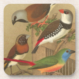 枝でとまる5羽のカラフルなペット鳥 コースター