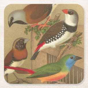 枝でとまる5羽のカラフルなペット鳥 スクエアペーパーコースター