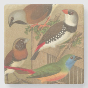 枝でとまる5羽のカラフルなペット鳥 ストーンコースター