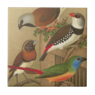 枝でとまる5羽のカラフルなペット鳥 タイル