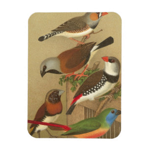枝でとまる5羽のカラフルなペット鳥 マグネット