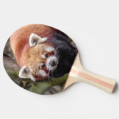 枝にいる可愛いレッサーパンダ 卓球ラケット (横)