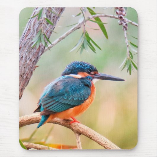 枝にとまるカワセミ マウスパッド (正面)