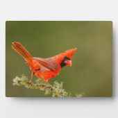 枝にとまる雄のショウジョウコウカンチョウ フォトプラーク (正面)