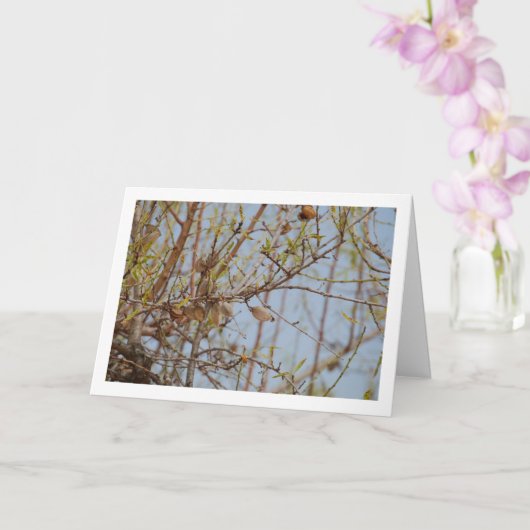 枝にのったアーモンド カード (蘭)