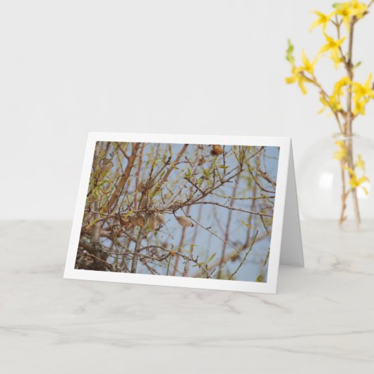 枝にのったアーモンド カード (黄色い花)