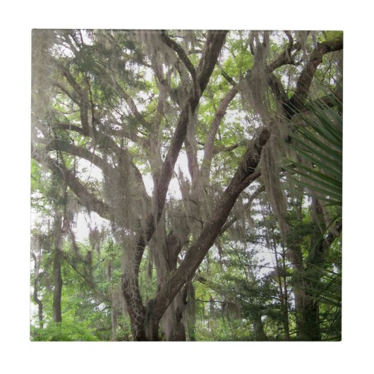 枝にコケスペインのを振るオークの木 タイル (正面)