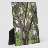 枝にコケスペインのを振るオークの木 フォトプラーク (側面)