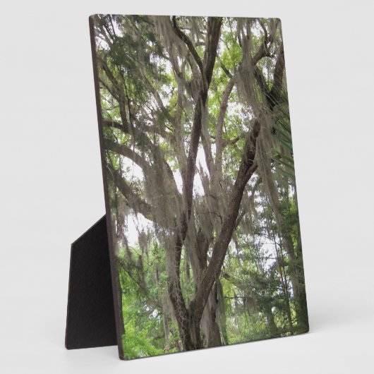 枝にコケスペインのを振るオークの木 フォトプラーク (側面)