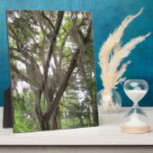 枝にコケスペインのを振るオークの木 フォトプラーク (側面)