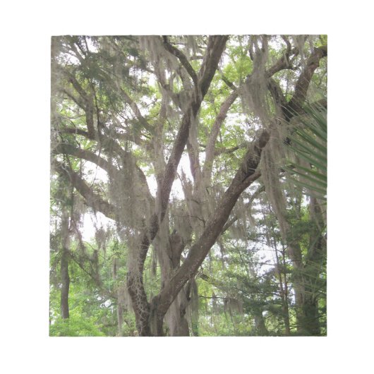 枝にスペイン苔が波打つオークの木 ノートパッド (正面)