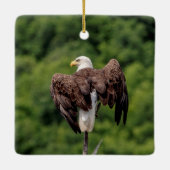 枝にハゲのワシ セラミックオーナメント (裏面)