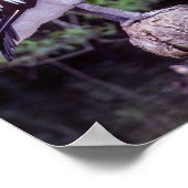 枝にペリカン，タスマニア – オーストラリア ポスター (角)