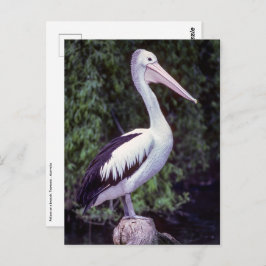 枝にペリカン，タスマニア – オーストラリア ポストカード