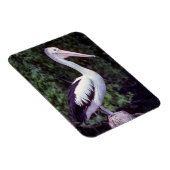 枝にペリカン，タスマニア – オーストラリア マグネット (右側)