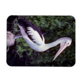 枝にペリカン，タスマニア – オーストラリア マグネット (横)