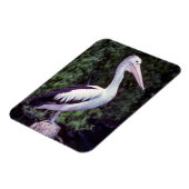 枝にペリカン，タスマニア – オーストラリア マグネット (左側)