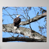 枝にワシ ポスター (正面)