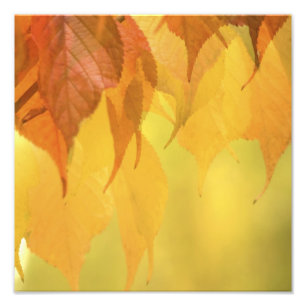 枝に付いた紅葉のクローズアップ フォトプリント