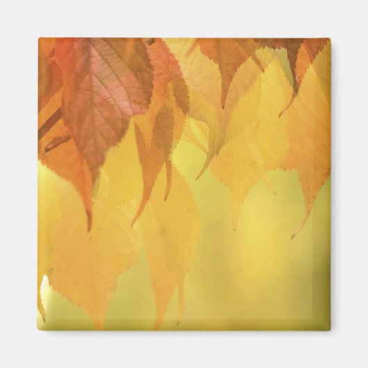 枝に付いた紅葉のクローズアップ マグネット (正面)