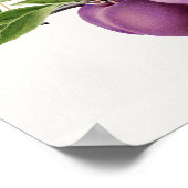 枝に咲くおいしい紫絵画の梅 ポスター (角)