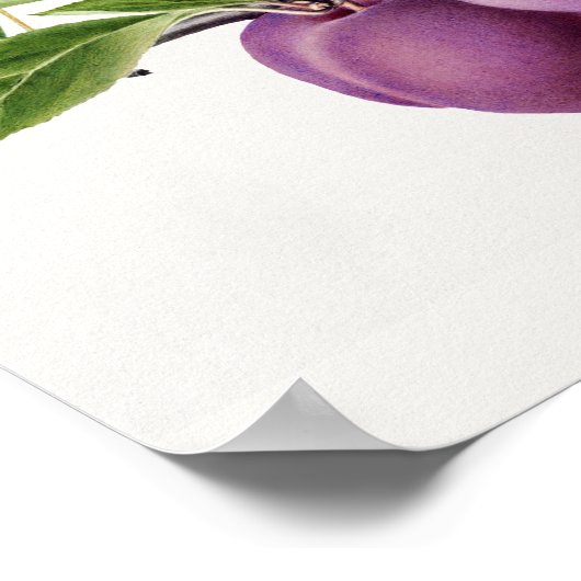 枝に咲くおいしい紫絵画の梅 ポスター (角)