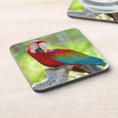 枝に坐っているコンゴウインコ コースター (左側)