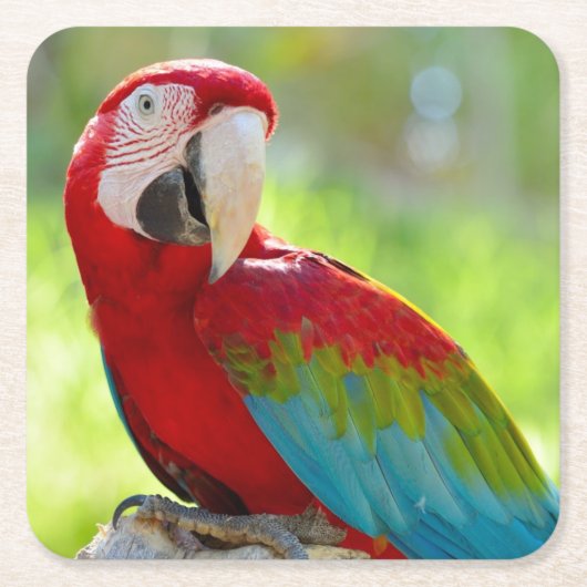 枝に坐っているコンゴウインコ スクエアペーパーコースター (正面)