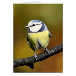 枝に坐るアオガラ