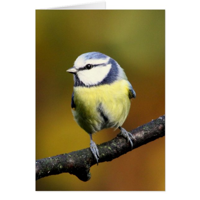 枝に坐るアオガラ (正面)