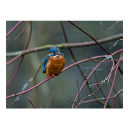 枝に座ったカワセミ ポスター