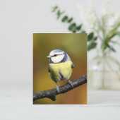 枝に座っている青いティット ポストカード (スタンド正面)