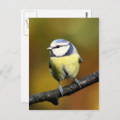 枝に座っている青いティット ポストカード (正面/裏面)