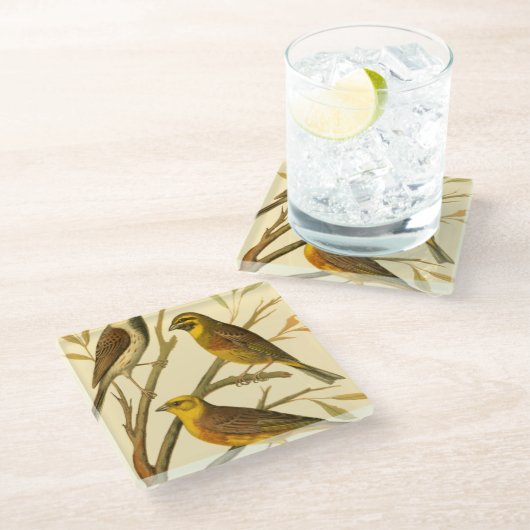 枝に止まる三羽の家畜 ガラスコースター (アングル)