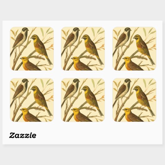 枝に止まる三羽の家畜 スクエアシール (シート)