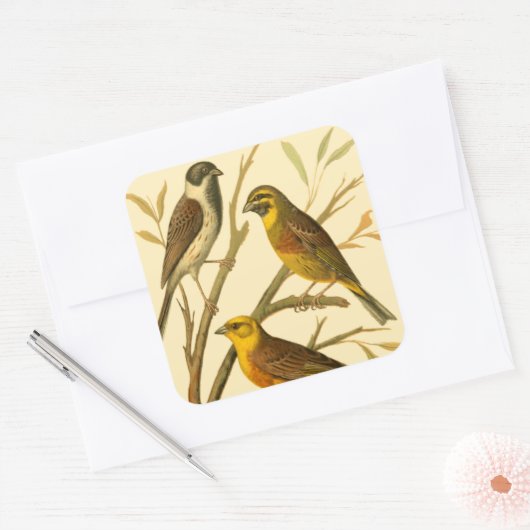 枝に止まる三羽の家畜 スクエアシール (封筒)