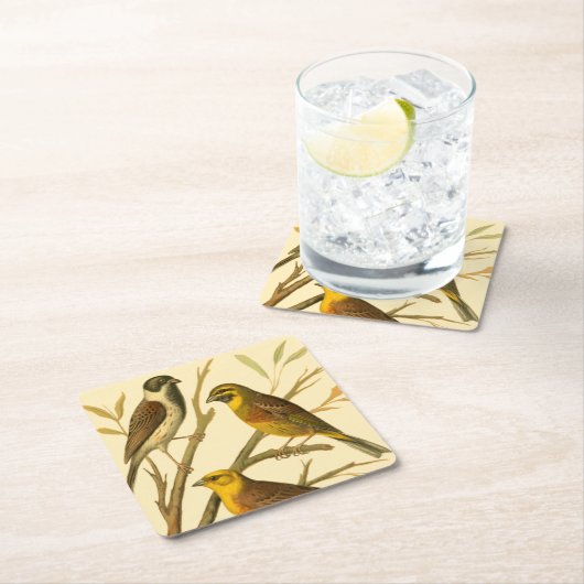 枝に止まる三羽の家畜 スクエアペーパーコースター (インサイチュ)