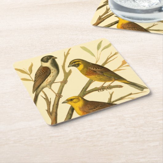 枝に止まる三羽の家畜 スクエアペーパーコースター (アングル)