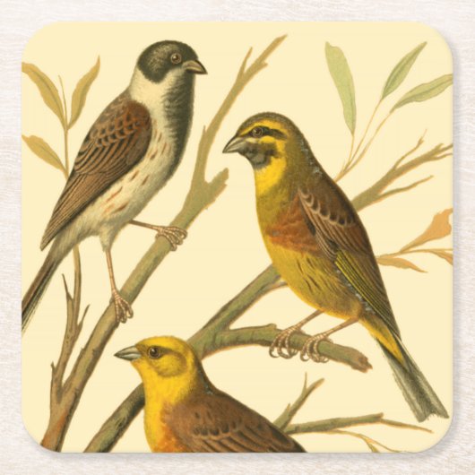 枝に止まる三羽の家畜 スクエアペーパーコースター (正面)