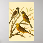 枝に止まる三羽の家畜 ポスター (正面)