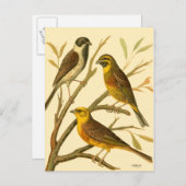 枝に止まる三羽の家畜 ポストカード (正面/裏面)