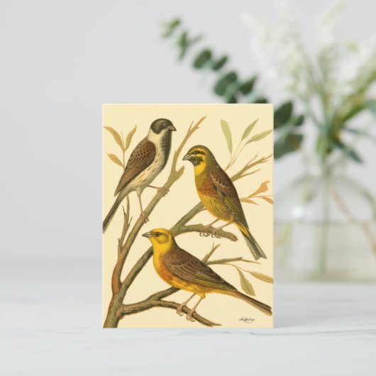 枝に止まる三羽の家畜 ポストカード (スタンド正面)