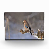 枝に美しいジェイ·バード フォトブロック (正面)