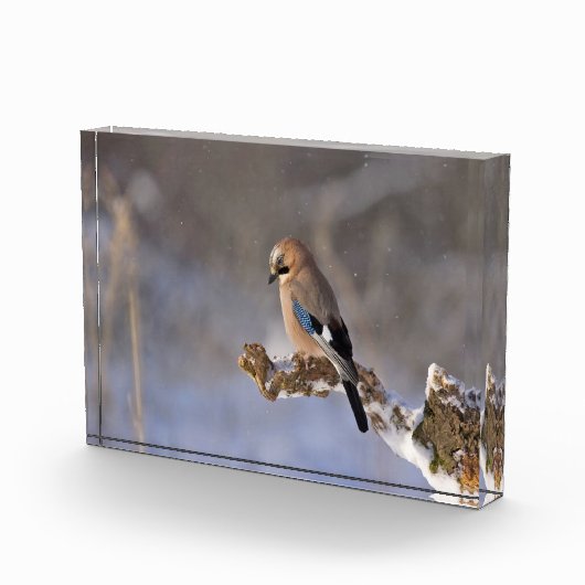 枝に美しいジェイ·バード フォトブロック (右)