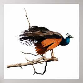 枝に美しい孔雀 ポスター